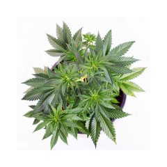 Free Walk-In Grow Support
