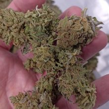 Carmagnola CBD flower