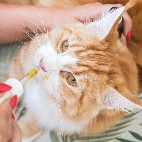A cica gyógyszeres altatása helyett kannabisszal gyógyított a doktornő