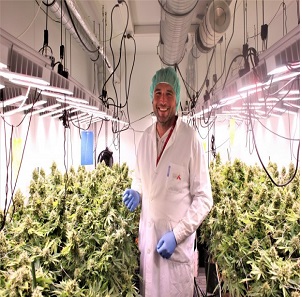 A cseh kórház kannabiszt termeszt a betegei számára