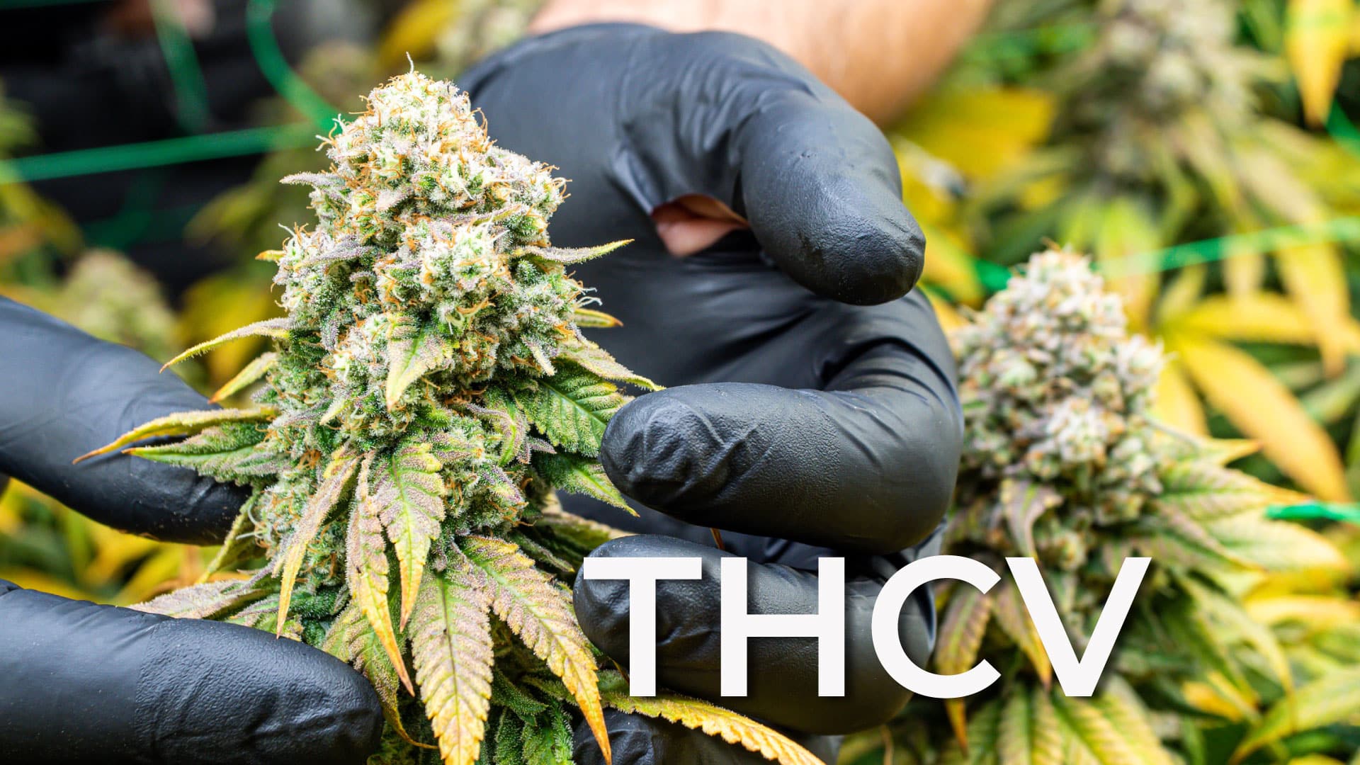 Mi a különbség a THCV és a THC között?