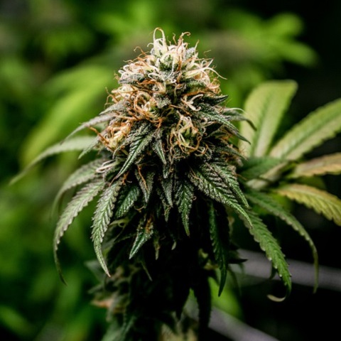  A marihuána legalizálásának 3 életmentő közegészségügyi előnye van egy új tanulmány szerint