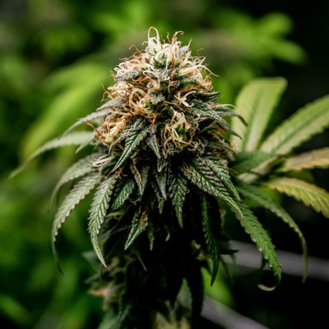 A marihuána legalizálásának 3 életmentő közegészségügyi előnye van egy új tanulmány szerint